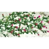 Outlet JTT Scenery Products 95539 HO 1-3/8'' Rose Bushes (Pack of 6) - Your Source for Gaming Essentials Trains