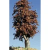 Timberline Scenery 209 Deciduous 6-9" Late Autumn - Your Source for Gaming Essentials* Sale