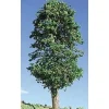 Timberline Scenery 226 Deciduous Lemon Trees 3"-5" (Pack of 2) - Your Source for Gaming Essentials* New