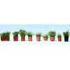 Walthers 949-1083 HO Potted Foliage Plants - Botanicals pkg(9) - Your Source for Gaming Essentials Best